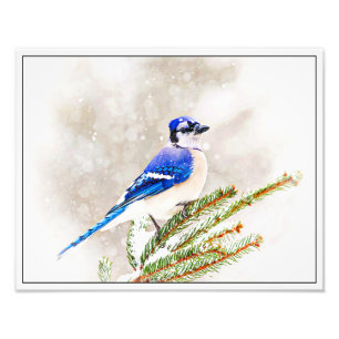 Blue Jay in Winter Photo Print