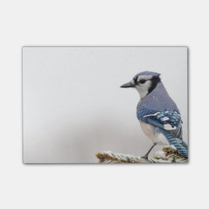 Blue Jay in Winter Post-it Notes