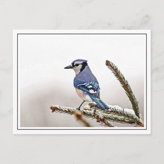 Blue Jay in Winter Postcard (Front)