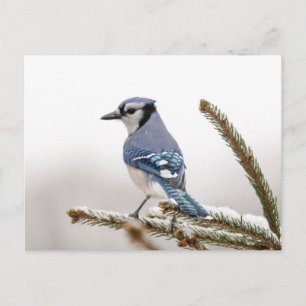 Blue Jay in Winter Postcard