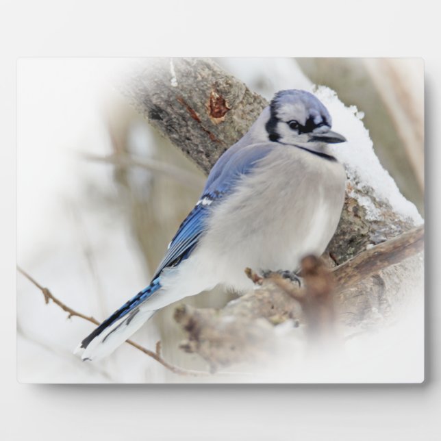 Blue Jay in Winter Snow Plaque (Front)