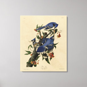 Blue Jay - John James Audubon's Birds of America Canvas Print