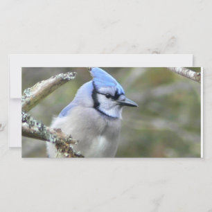 Blue Jay Looking