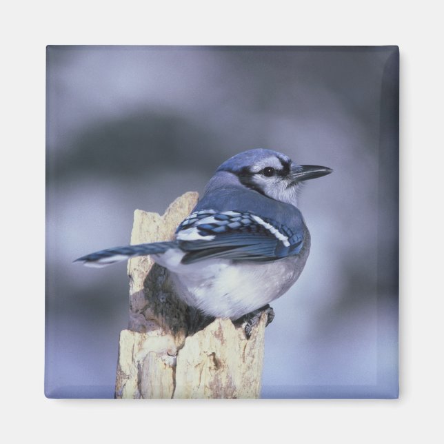 Blue Jay Magnet (Front)