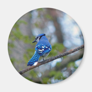 Blue Jay Magnet
