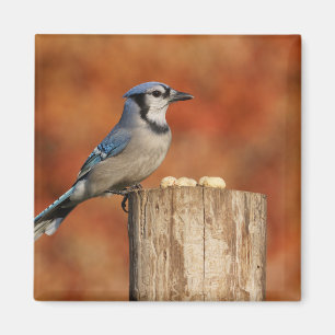 Blue Jay Magnet