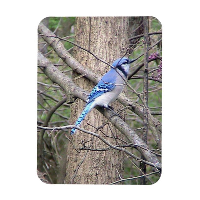 Blue Jay Magnet (Vertical)