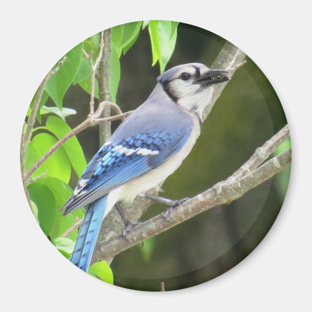 Blue Jay Magnet (Front)