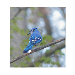 Blue Jay Notepad