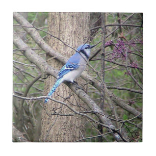 Blue Jay (Ohio) Decorative Tile