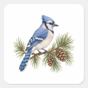 Blue Jay on a Pine Branch Square Sticker