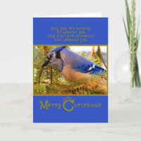 Blue Jay on Cedar Feeder w Fir Closeup