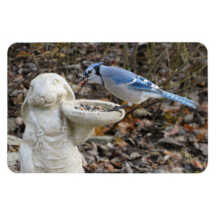 Blue Jay on Rabbit Bird Feeder Magnet
