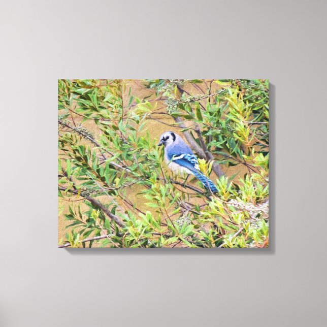 Blue Jay on Southern Wax Myrtle Canvas Print (Front)