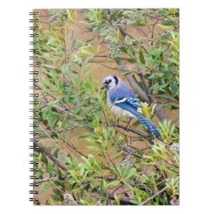 Blue Jay on Wax Myrtle Spiral Notebook