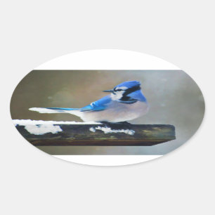 Blue Jay Painting - Original Bird Art Oval Sticker