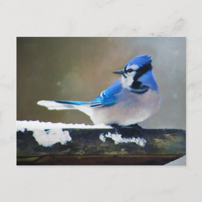 Blue Jay Painting - Original Bird Art Postcard (Front)