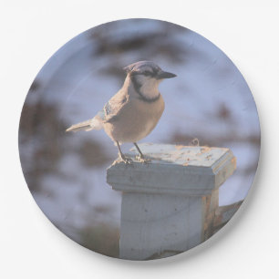 Blue Jay Paper Plate