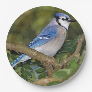 Blue Jay Paper Plates