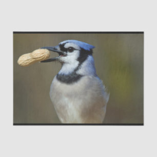 Blue Jay Peanut Tissue Paper