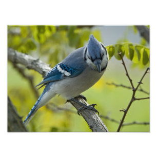 Blue Jay Photo Enlargement Print