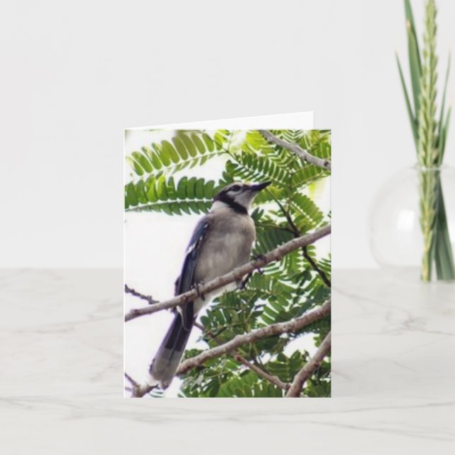 Blue Jay Photo Folded Note Card (Front)