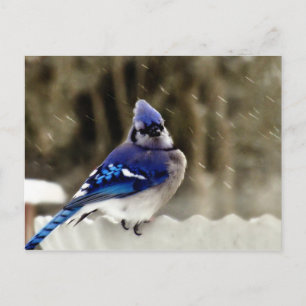 Blue Jay Photo Postcard