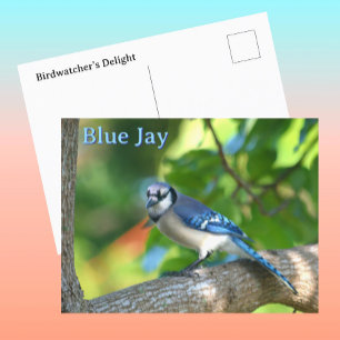 Blue Jay Photographic Nature Customizable Postcard