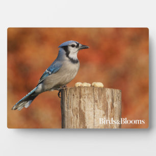 Blue Jay Plaque