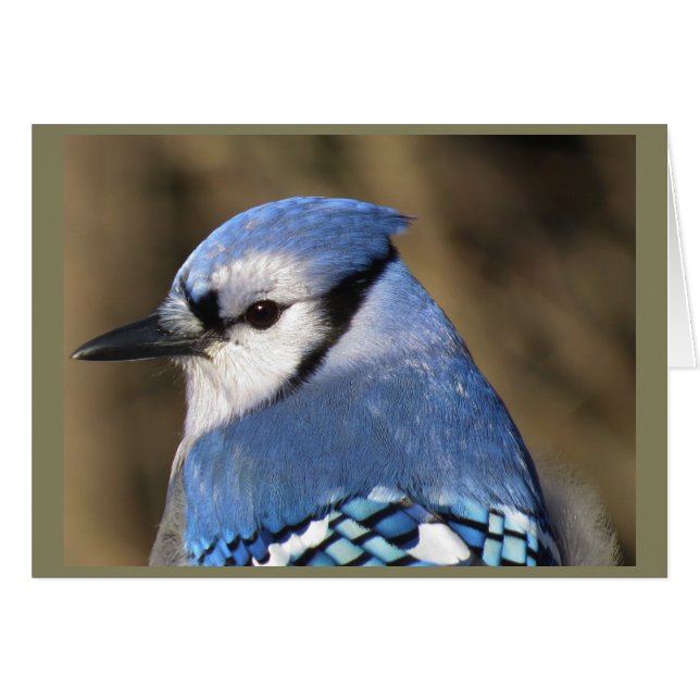 Blue Jay Portrait (Front Horizontal)