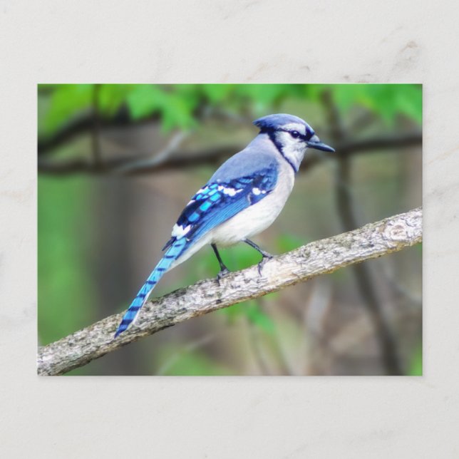 Blue Jay Postcard (Front)