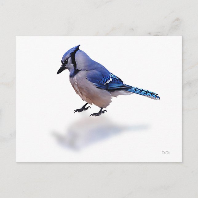 Blue Jay Postcard (Front)