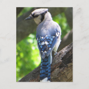 Blue Jay Postcard