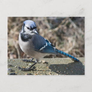 Blue Jay Postcard