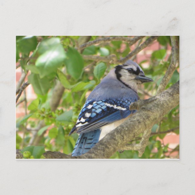 Blue Jay Postcard (Front)