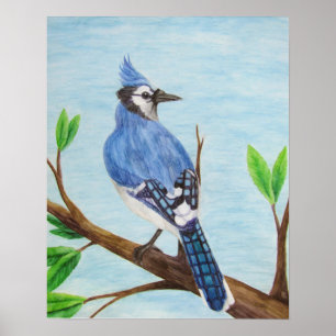 Blue Jay Poster