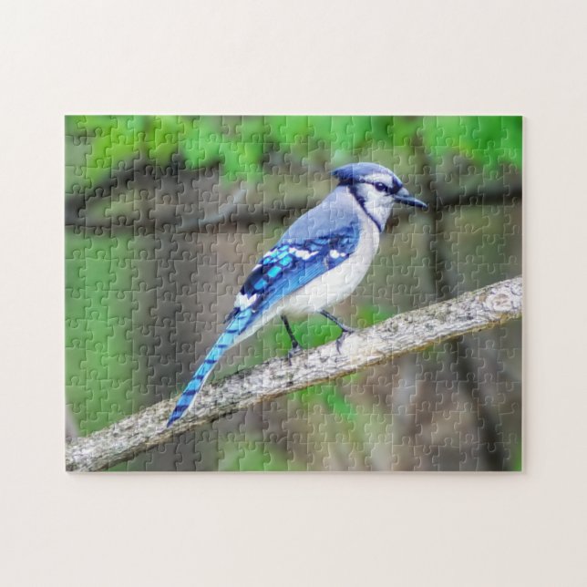 Blue Jay Puzzle (Horizontal)