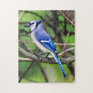 Blue Jay Puzzle