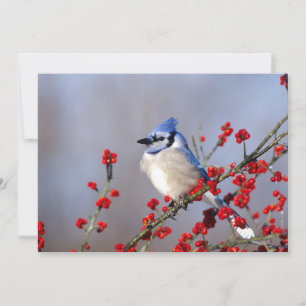 Blue Jay Resting on Hawthorn Tree Holiday Card
