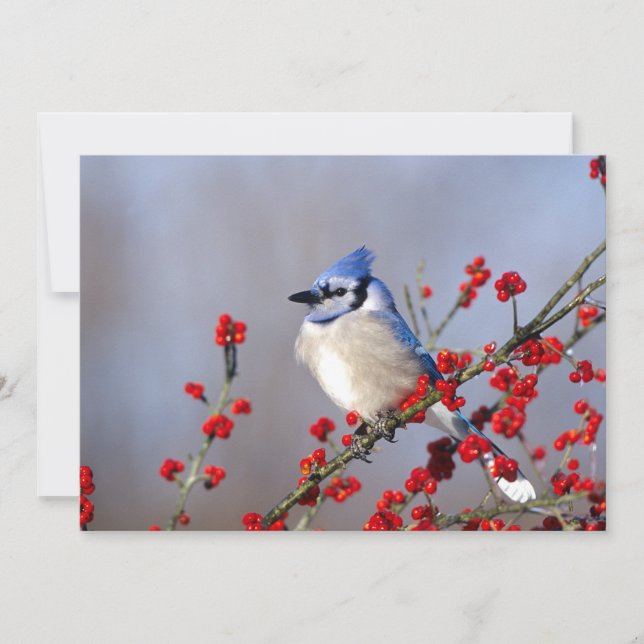 Blue Jay Resting on Hawthorn Tree Holiday Card (Front)