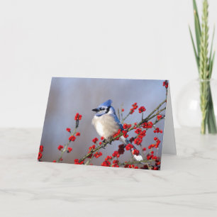 Blue Jay Resting on Hawthorn Tree Holiday Card