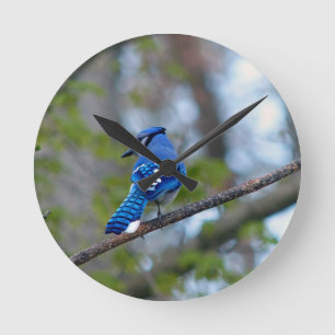 Blue Jay Round Clock