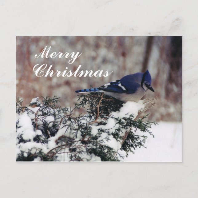 blue jay snow, Merry, Christmas - Customised post Holiday Postcard (Front)