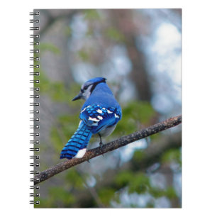 Blue Jay Spiral Notebook