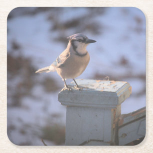Blue Jay Square Paper Coaster