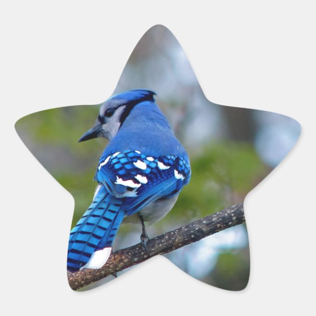 Blue Jay Star Sticker (Front)