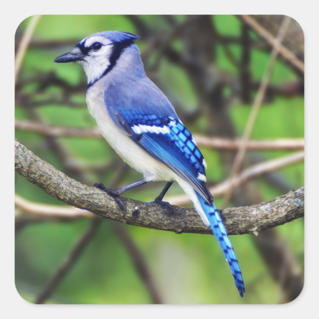 Blue Jay Sticker (Front)