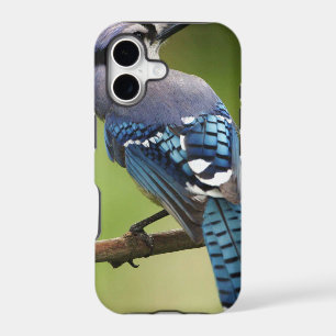 Blue Jay thinking of you friend family mum dad