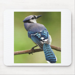Blue Jay thinking of you friend family mum dad Mouse Pad