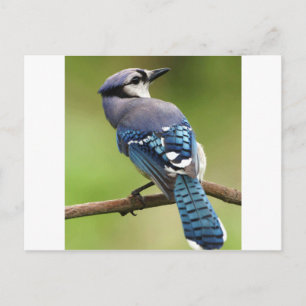 Blue Jay thinking of you friend family mum dad Postcard